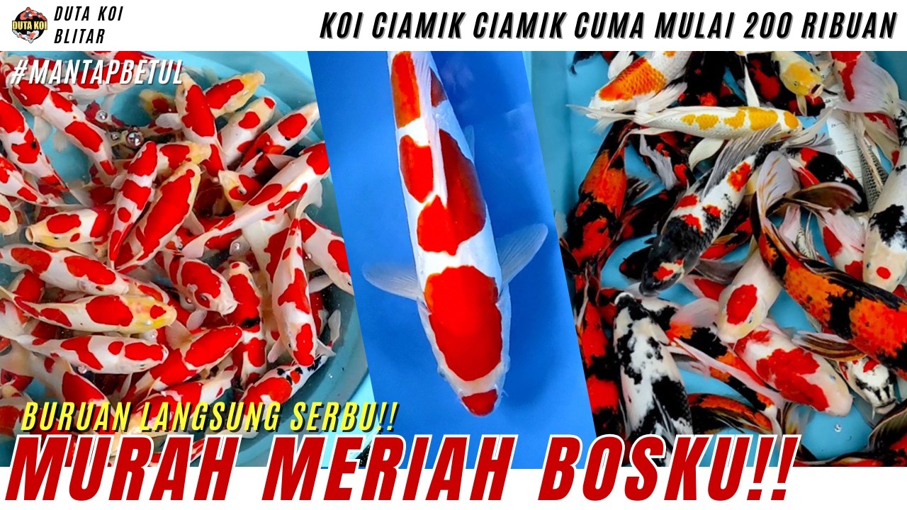 GASKEN!! STOCK KOI CIAMIK SERBA MURAH MERIAH BOSKU!! MAU DOITSU-SISIK-GINRIN-KUMPAY READY!!
