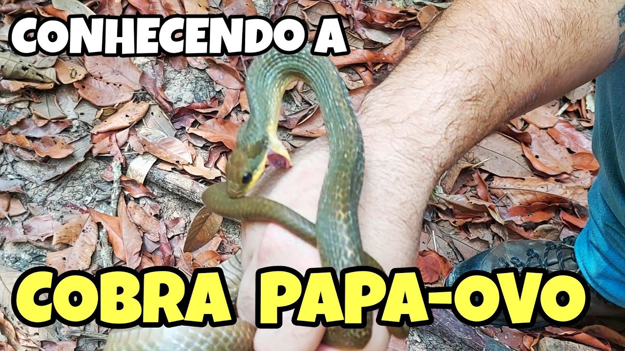 VOCÊ CONHECE A COBRA PAPA OVO (Phrynonax poecilonotus)? | SEJA GRATO