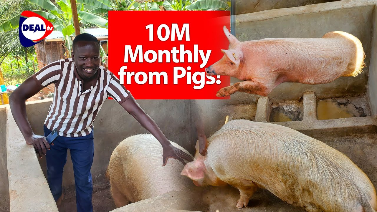 How to Make 10M Monthly from Piggery Farming in Uganda 🐷 | Full Guide to Profitable Pig Farming