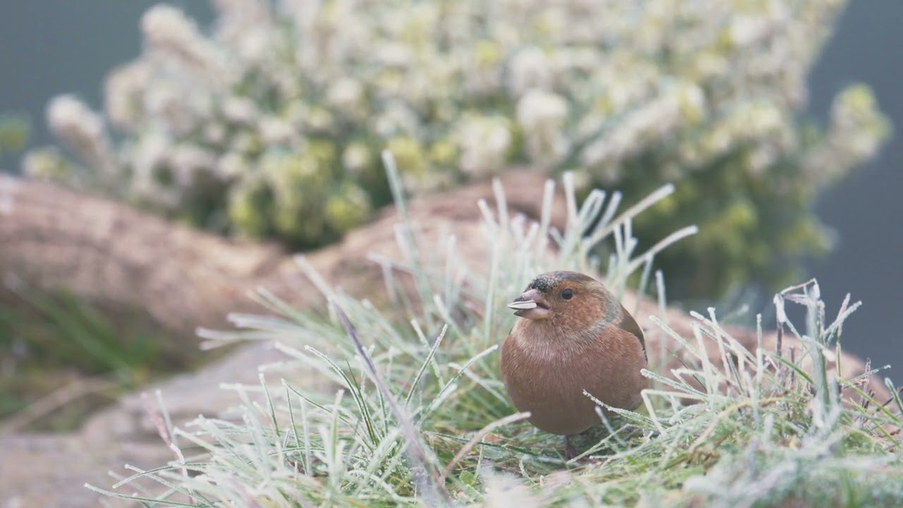 Les Oiseaux Passent