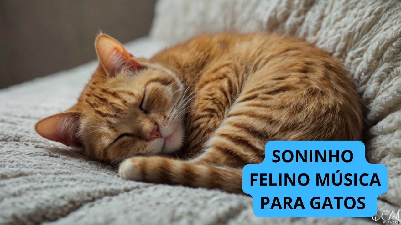 SONINHO FELINO MÚSICA PARA GATOS