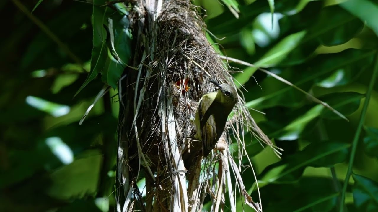 “Crimson Sunbird – “Chú chim Ruby” của Đông Nam Á” 