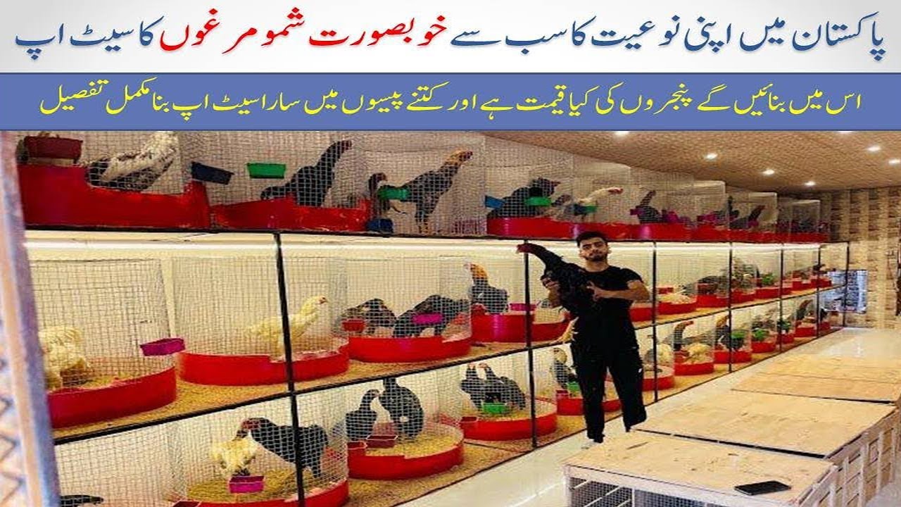 visiting ghausia fancy birds detail review About setup creation and king shamo Aseel