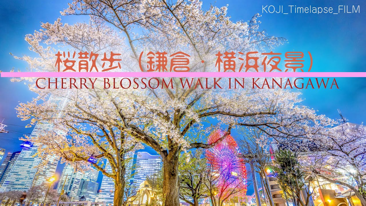 神奈川 桜散歩（鎌倉早朝・横浜夜景）／Cherry blossom walk in Kanagawa Japan(4K-Timelapse/Hyperlapse)