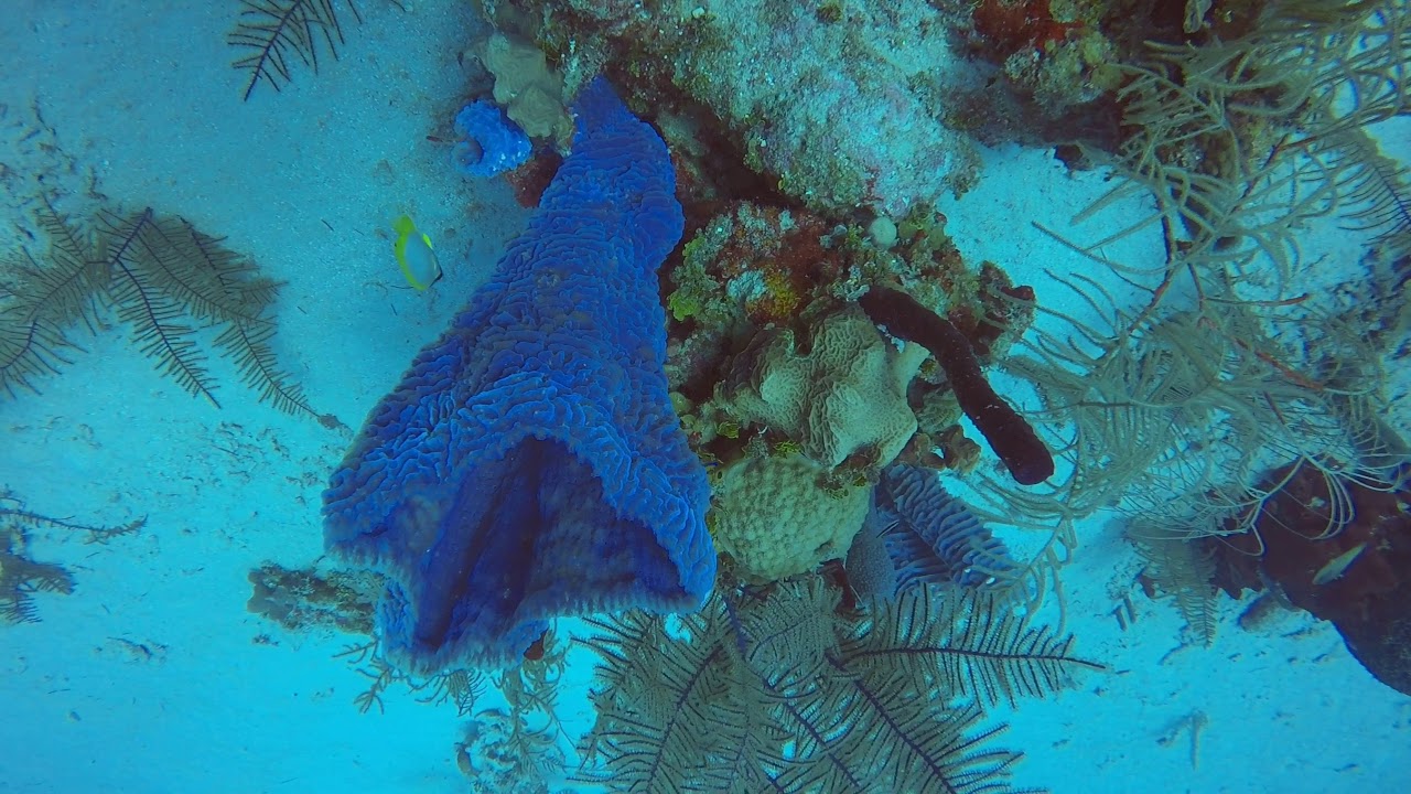 Second dive edit