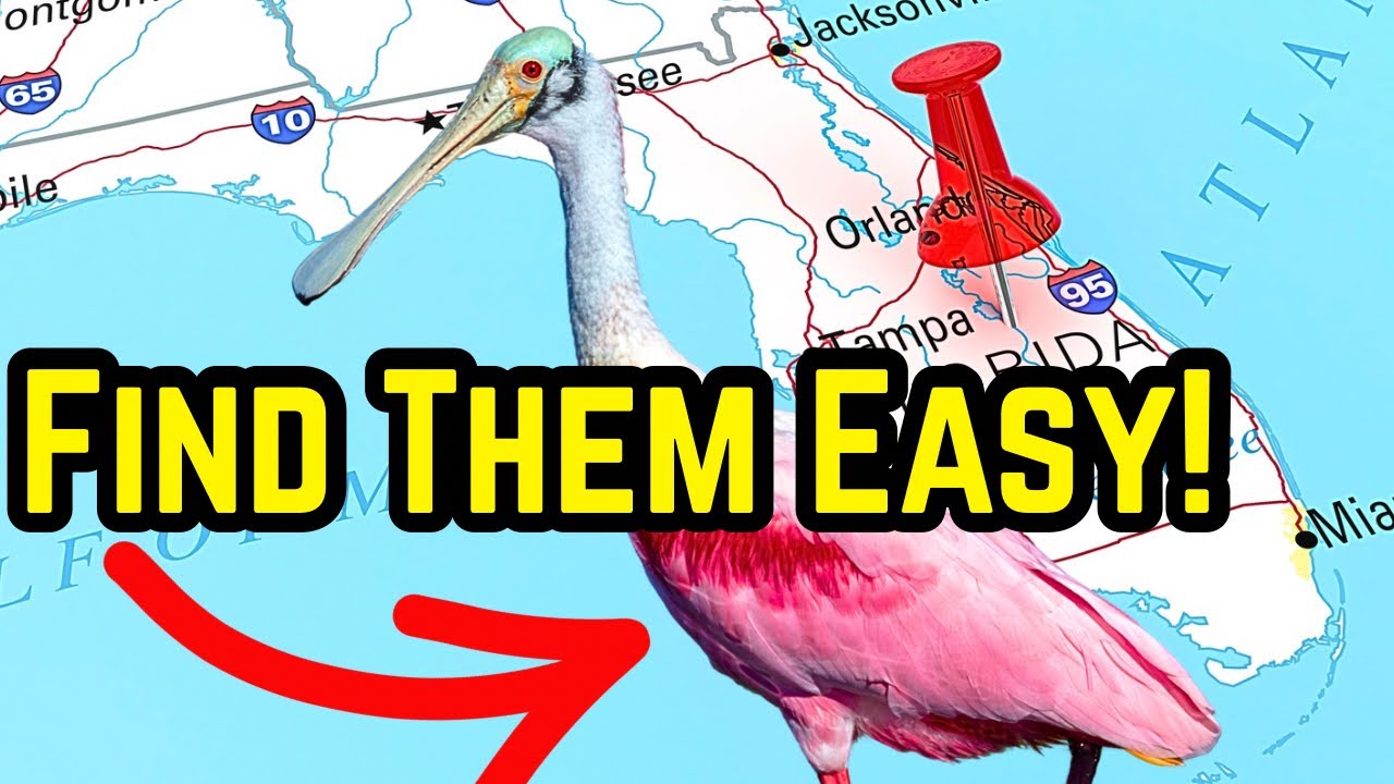 Where to Find Roseate Spoonbills &ndash; Top Spots in Florida