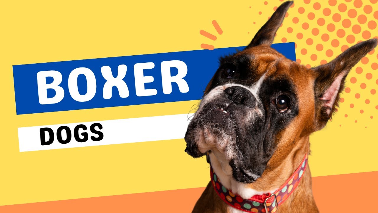 Top 10 Boxer Dog Facts  - Dogs 101
