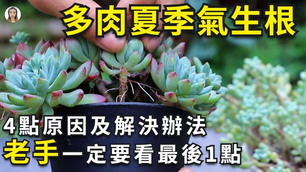 多肉植物养护|多肉夏季长气生根，不要着急浇水，因为只有一种原因是缺水，其他的3个原因都比缺水可怕|花花世界