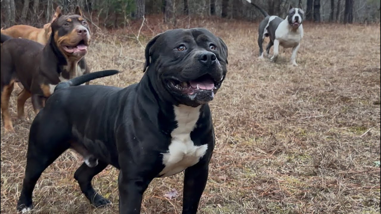 Put the dogs FIRST 💯 #americanbully #outdoors #woods #happydogs #dogs #bullybreed #puppy #viral 