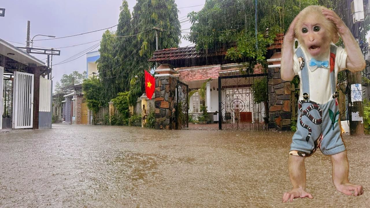 The flood gets worse! Baby monkey Lulu&rsquo;s home is completely isolated!