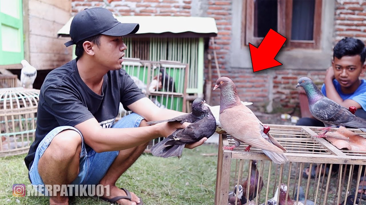 REVIEW BURUNG MERPATI DAERAH CILACAP