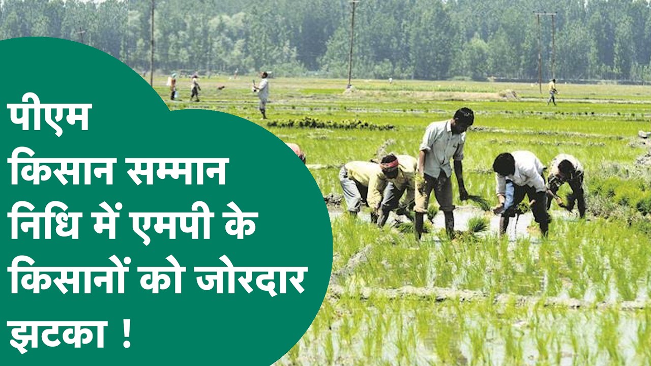 Madhya Pradesh के किसानों को तगड़ा झटका, लाखों किसानों का पीएम किसान सम्मान निधि कैसे रुक गया ?
