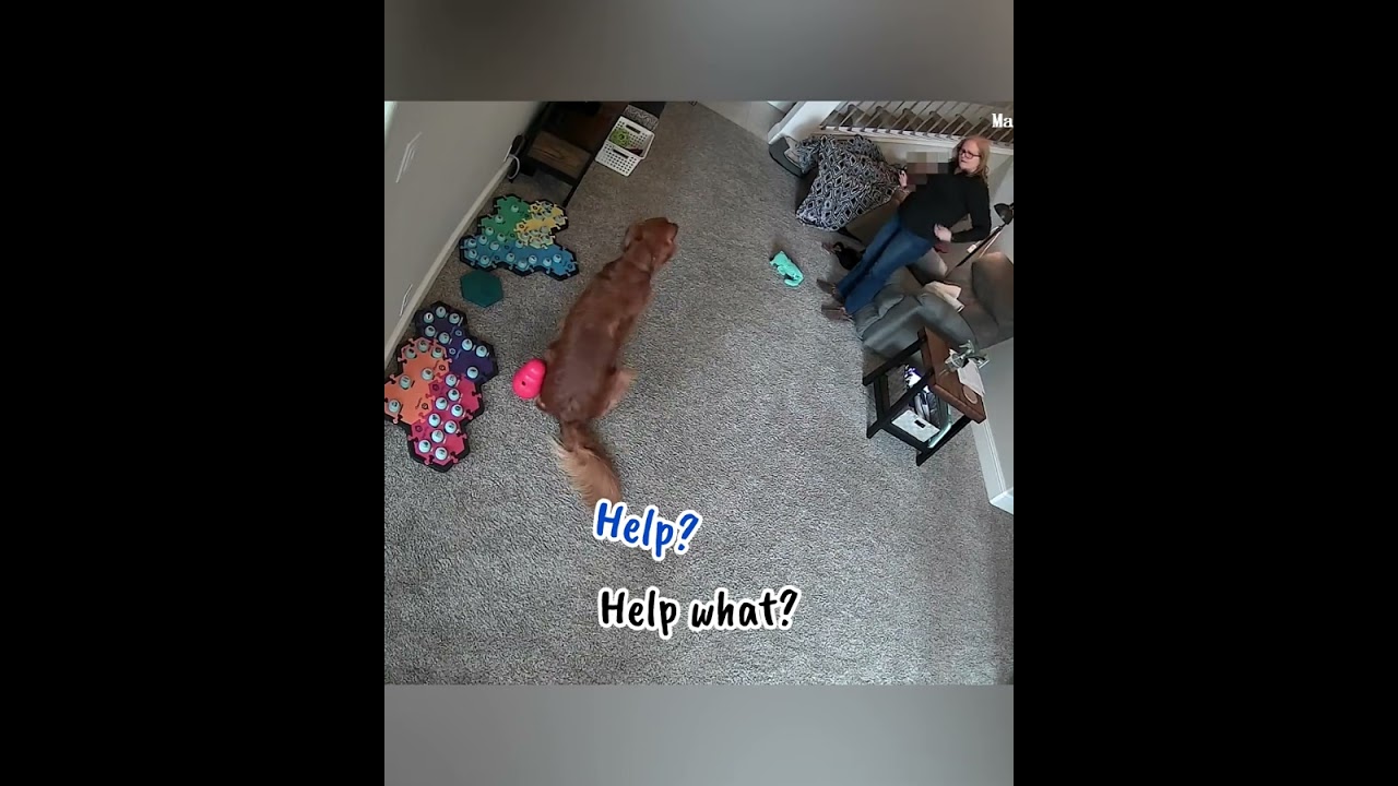 Itchy Talking Dog Asks for Help