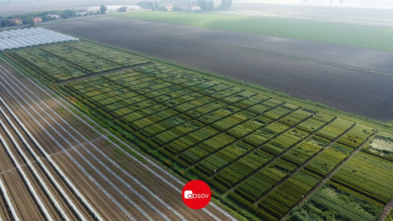 🌾Ruggine Bruna 🌾