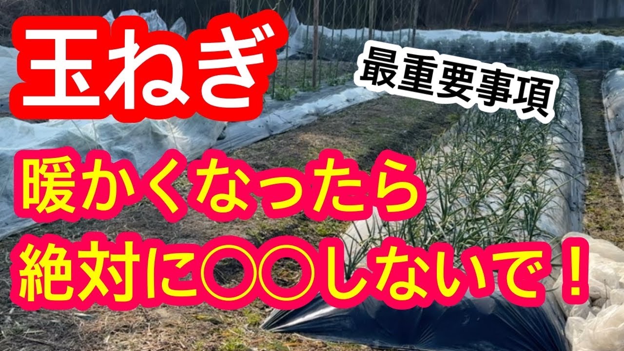 【玉ねぎ】まだ間に合う。暖かくなってきたら、絶対にタマネギにしてはいけないことを解説します。