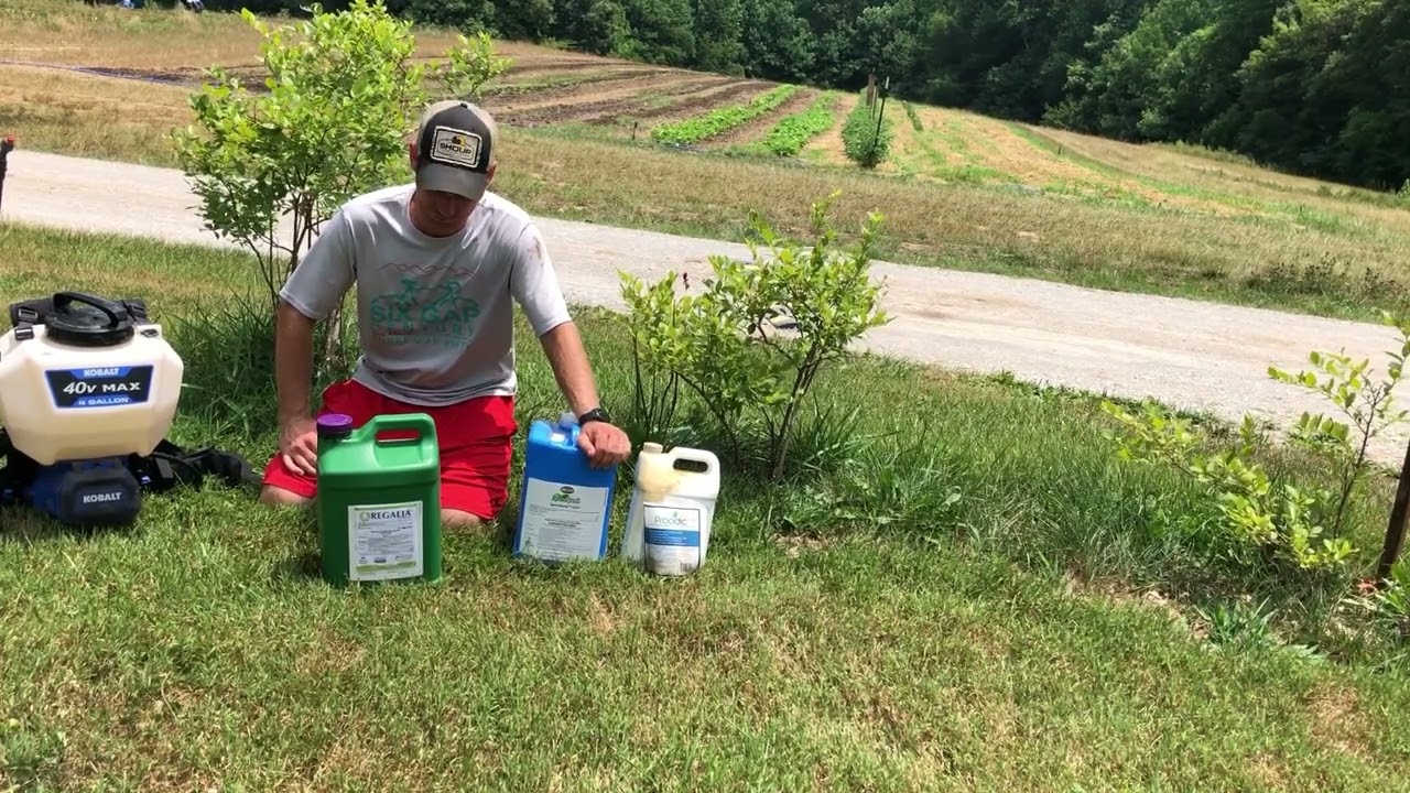 How to spray blueberry bushes organically for disease