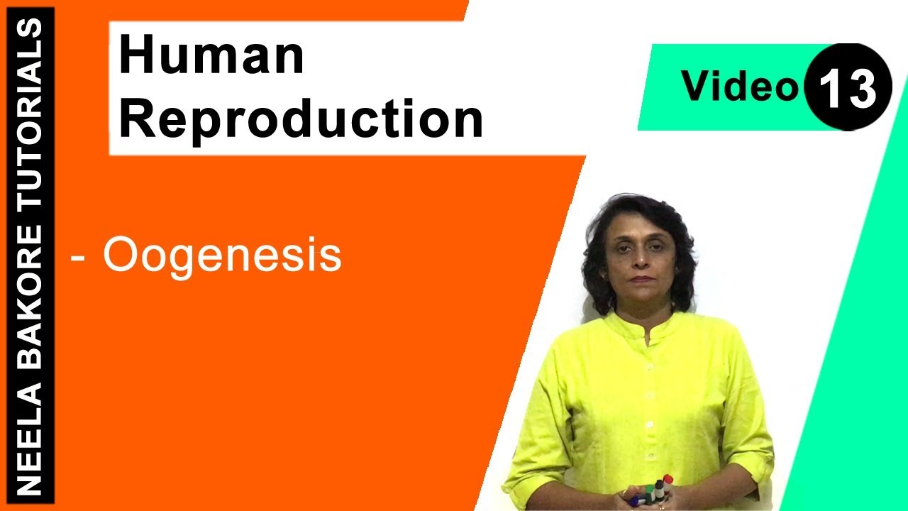 Human Reproduction | NEET | Oogenesis | Neela Bakore Tutorials