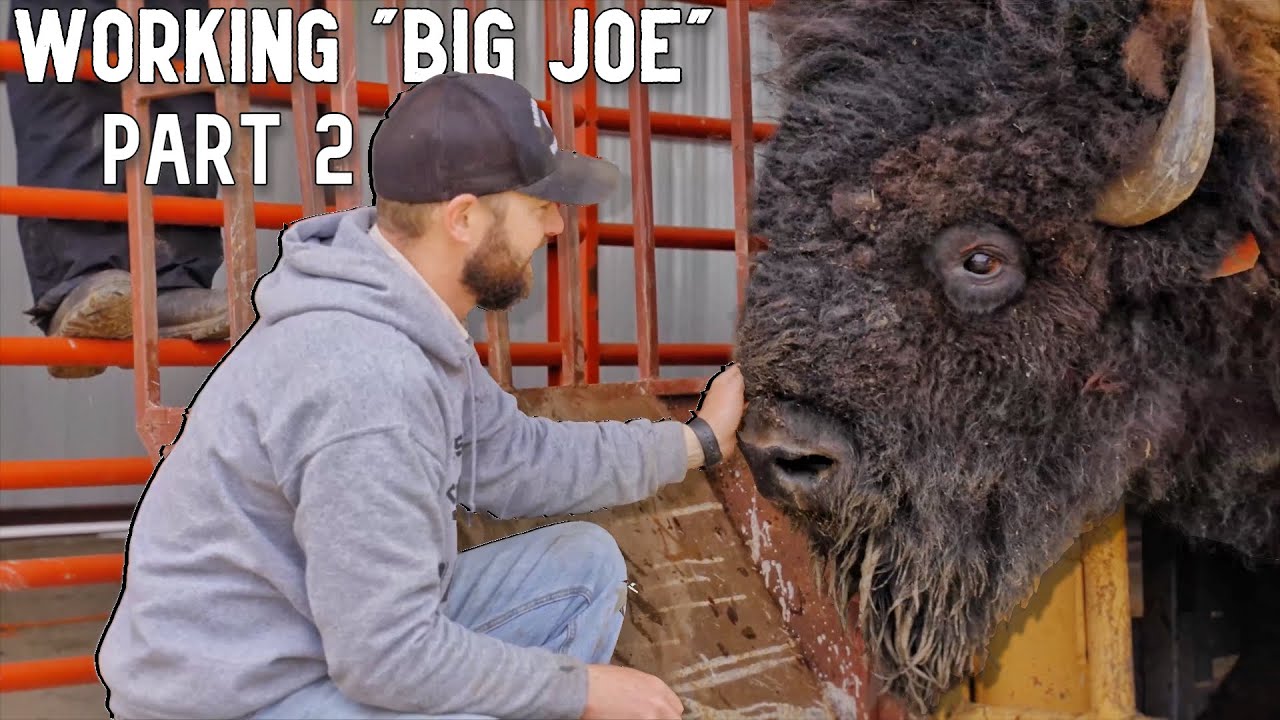 The TRUTH about Bison Handling... (Behind the Scenes)