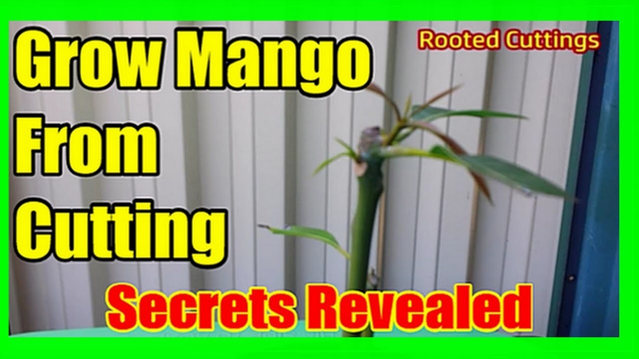 How to Grow Mango Tree From Cuttings, Rooting Mango Cutting with Aloe Vera [High Success]