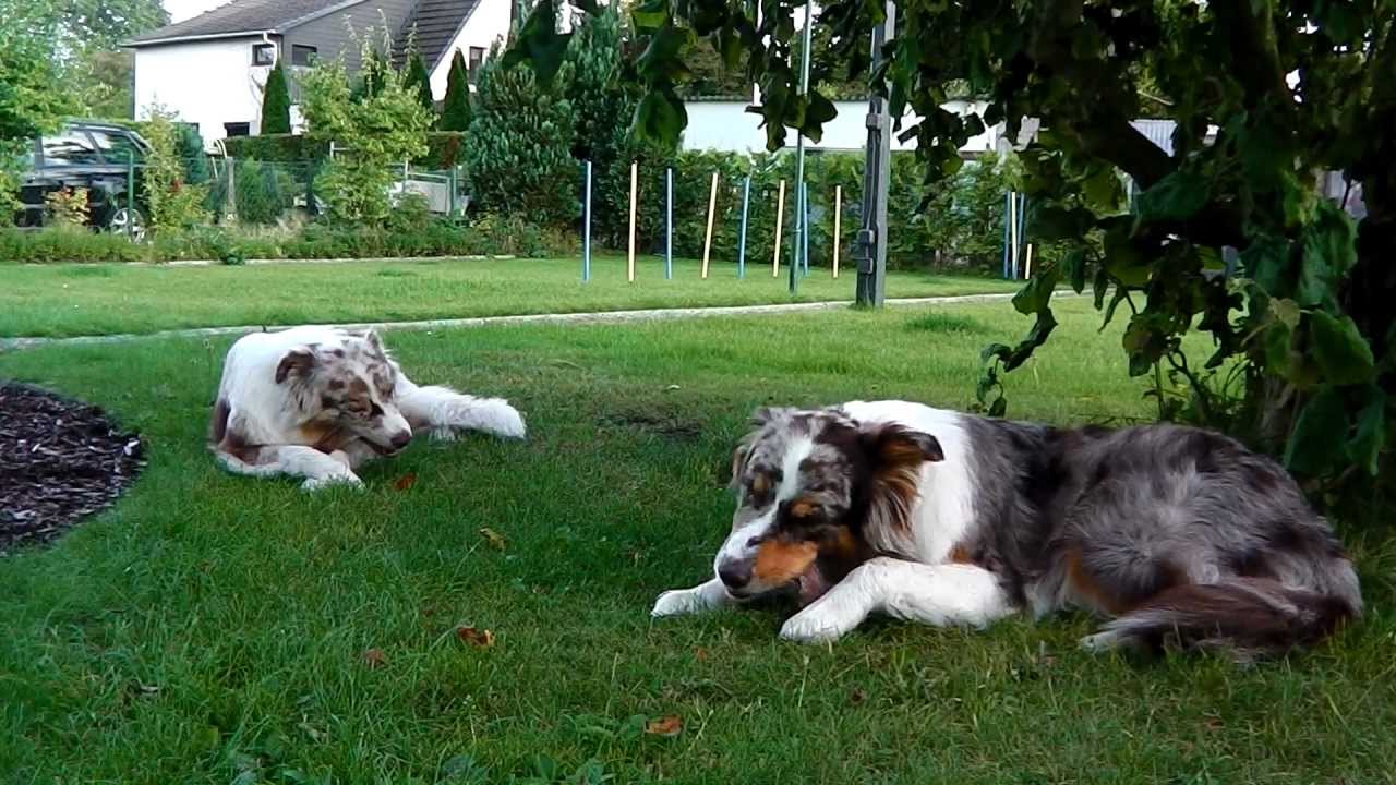 Rindersehne.. das Beste f&uuml;r den kauw&uuml;tenden Aussie!!!