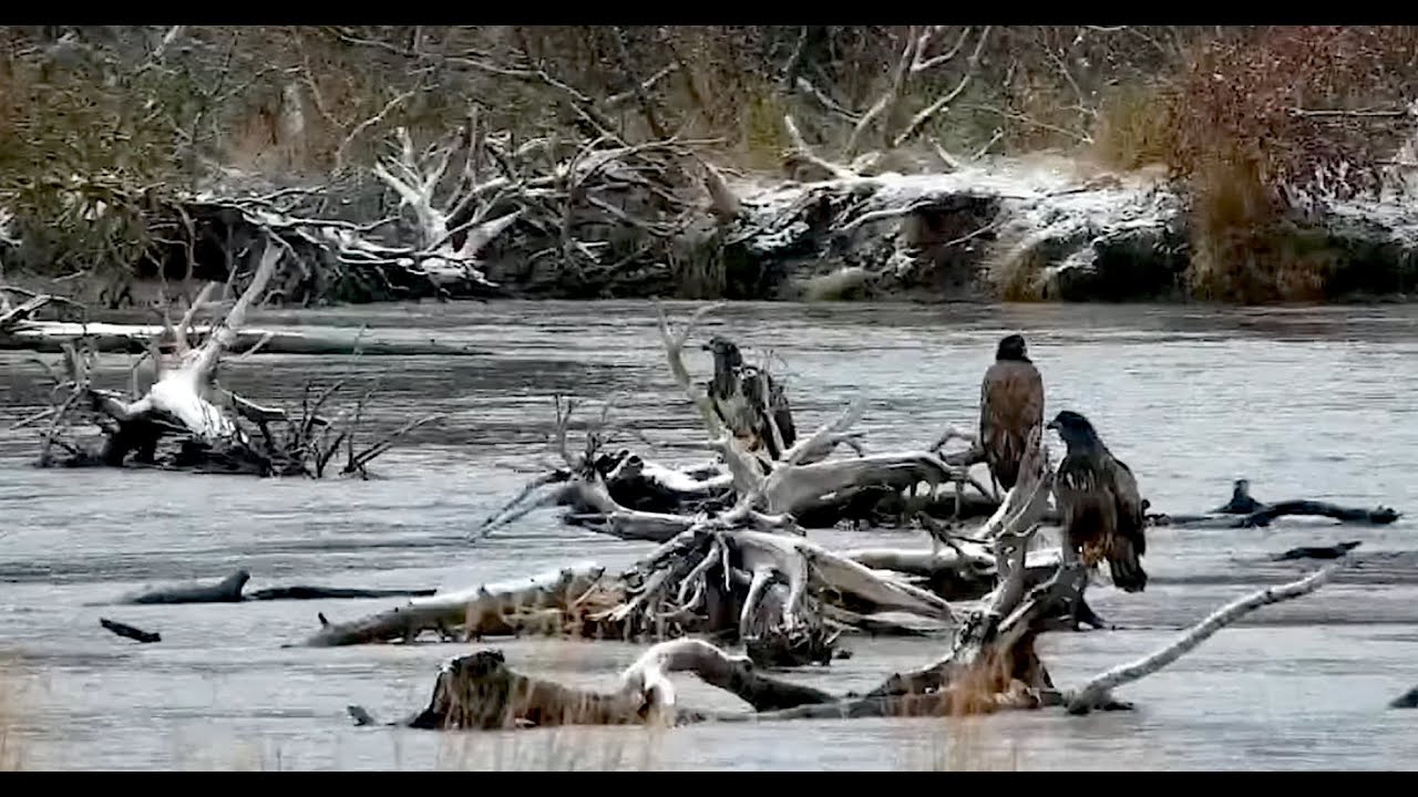 23 Oct 2025: Snowy morning with many eagles (explore.org)