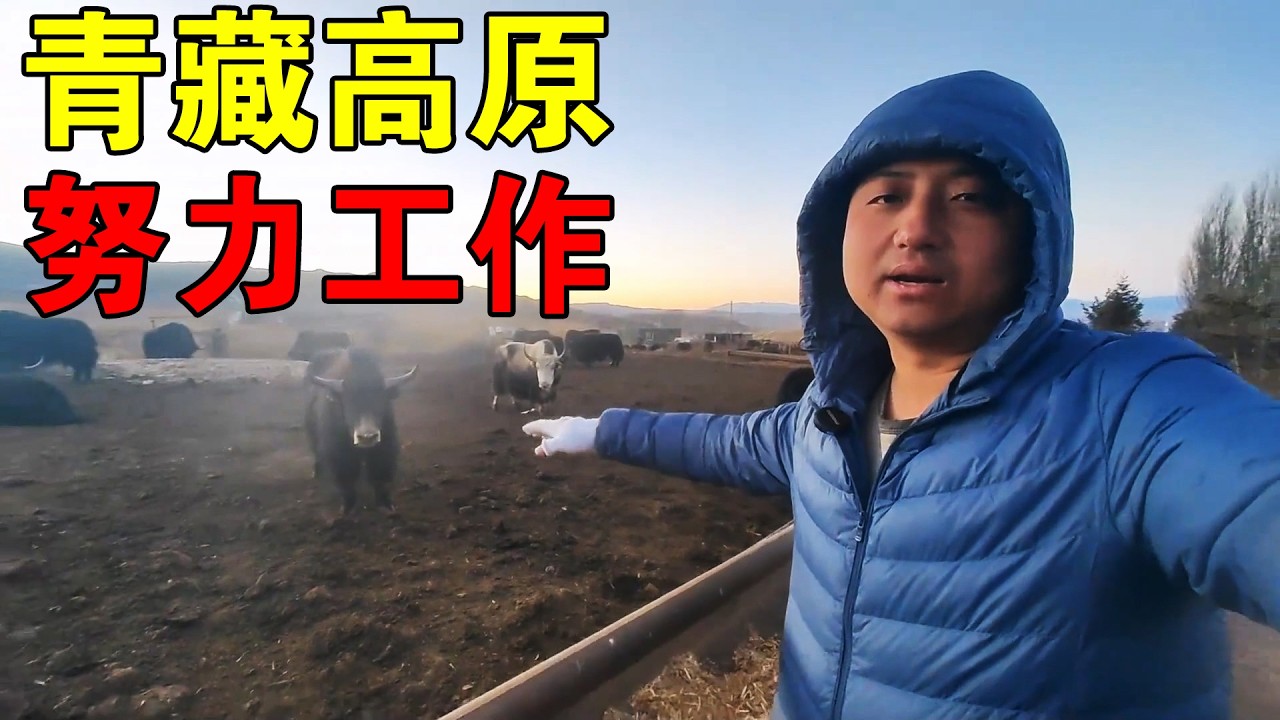 青藏高原卖牛肉，努力工作只为让生活更好【穷游的似水年华】