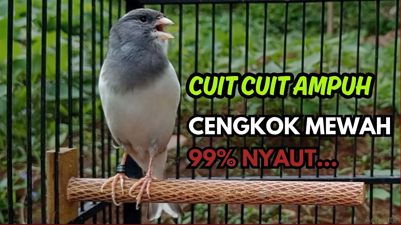 KENARI GACOR  Cuit CUIT BIRAHI SUARA Kenari MASTERAN TERBAIK UNTUK PANCINGAN & MASTERAN Kenari PAUD