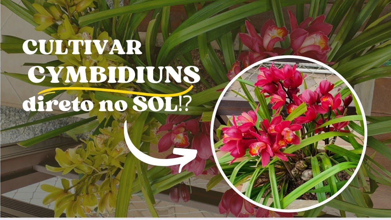 É POSSÍVEL Cultivar CYMBIDIUNS em SOL PLENO?#floracão#cymbidium #maravilhosa