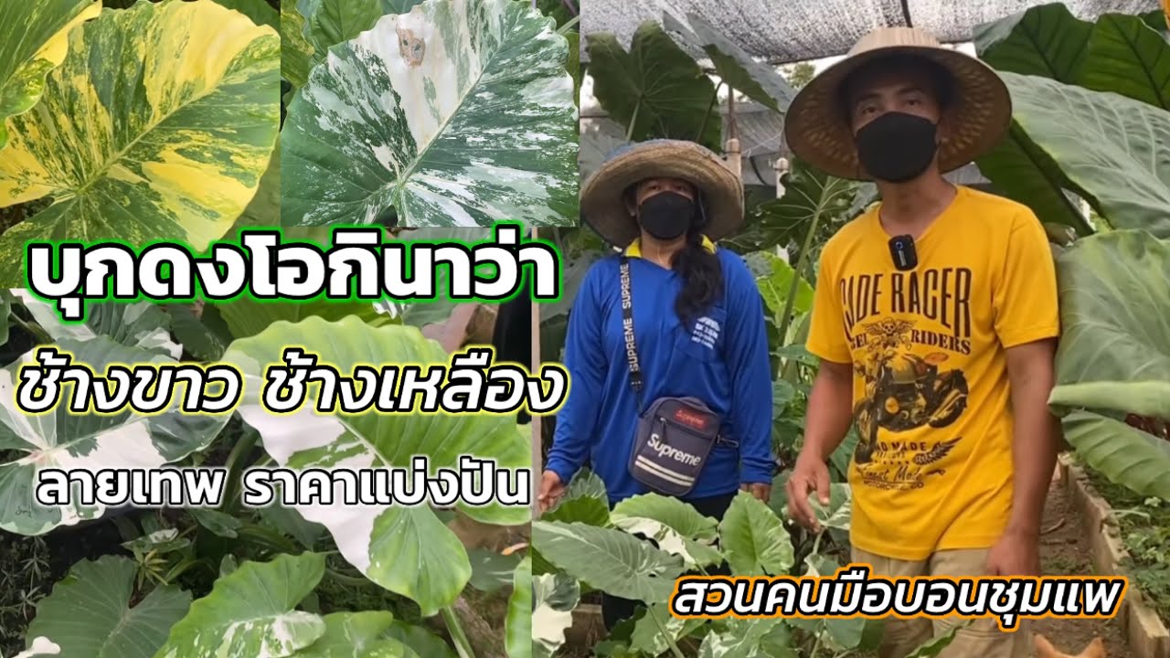 หูช้างด่างเหลืองลายเทพ หูช้างด่างขาวลายพราง โอกินาว่ามีเป็นป่า บอนกระดาษด่างขาวนับไม่ถ้วน ราคาเบา