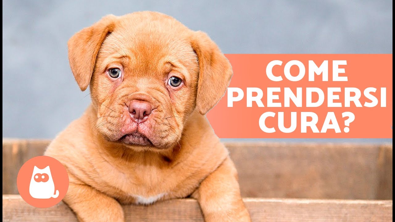 Guida Completa alla CURA di un CUCCIOLO 🐶 (Educazione, Alimentazione, Igiene e Gioco)
