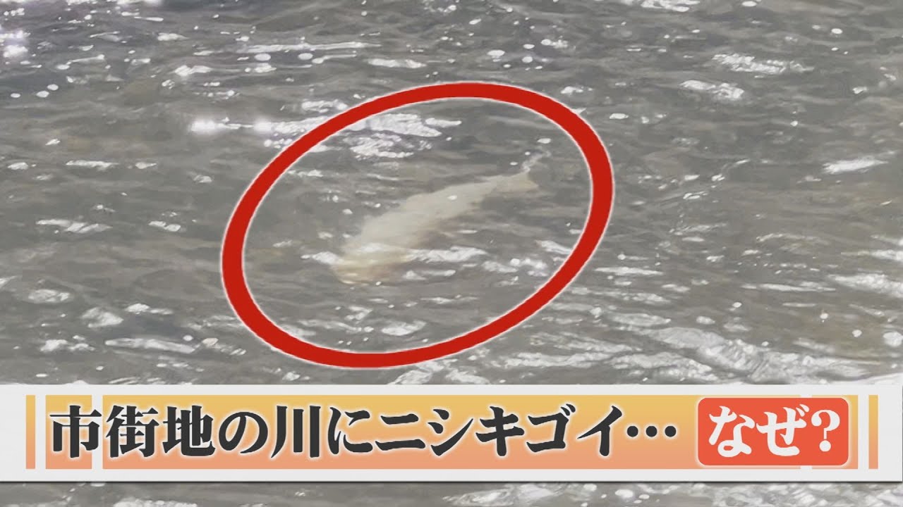 住宅街の川に「ニシキゴイ&hellip;本来いないはずの観賞魚がなぜ？ ニシキゴイって自然繁殖する？