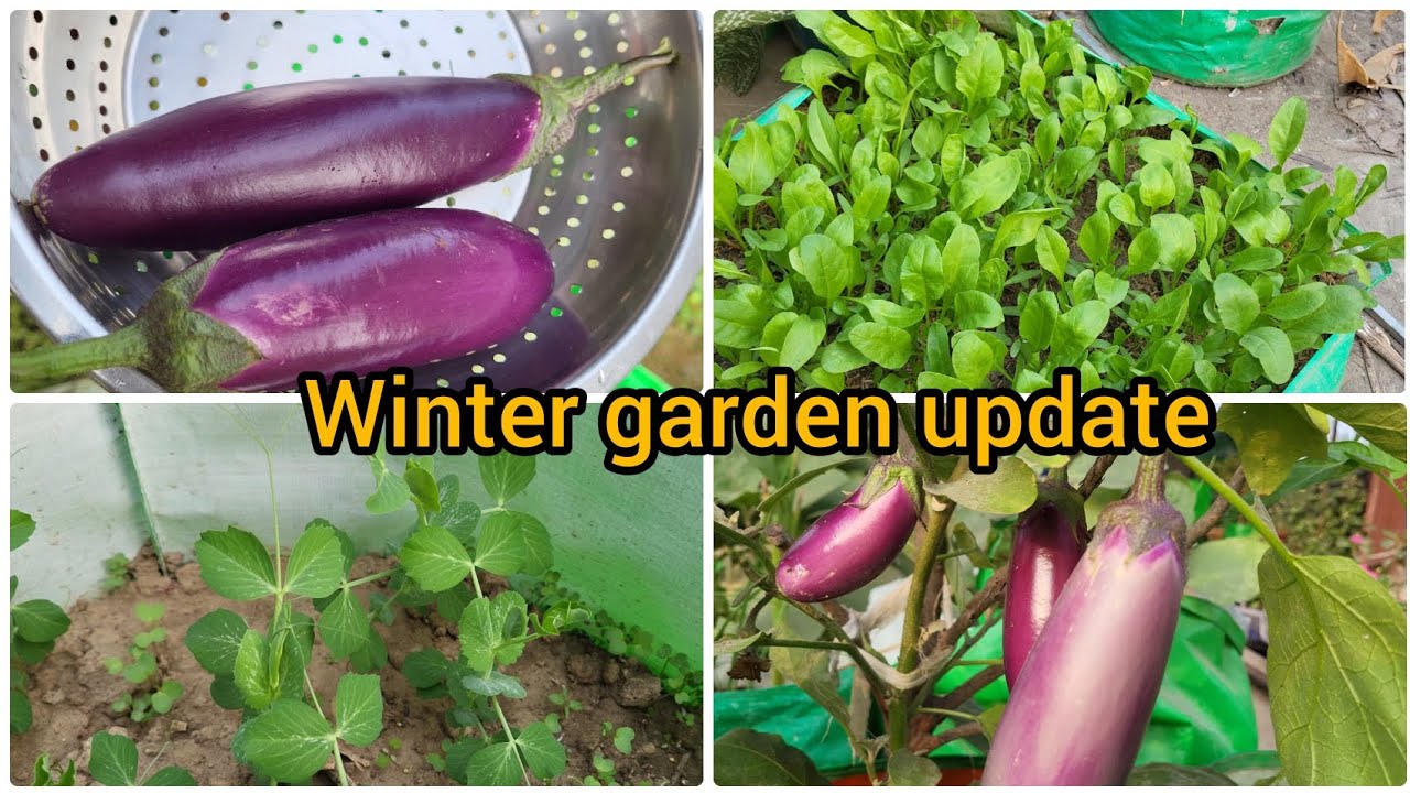 Growing vegetables using kitchen scraps and fallen leaves