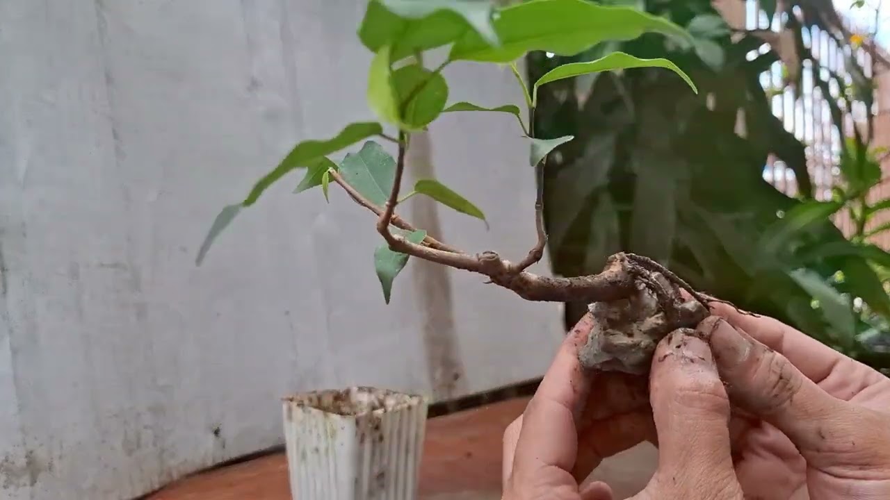 Prunning and Repotting - Ficus Benjamina Bonsai (Mame size)