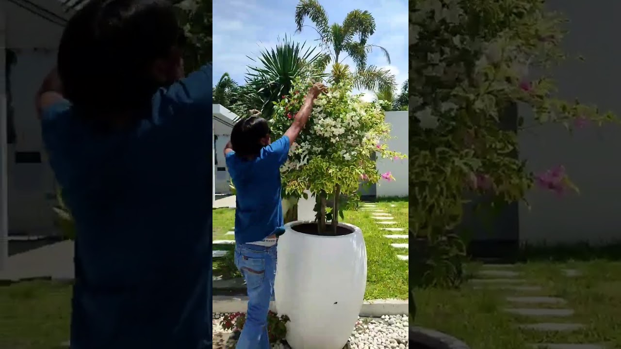 Trimming Bougainvillea: Step-by-Step Guide for Pruning and Shaping | Expert Tips and Techniques