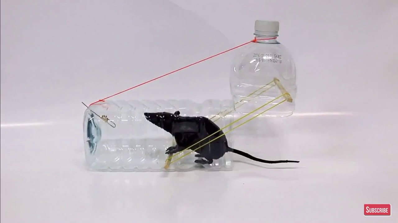 Water Bottle Mouse/Rat Trap / Catch A Rat Easily