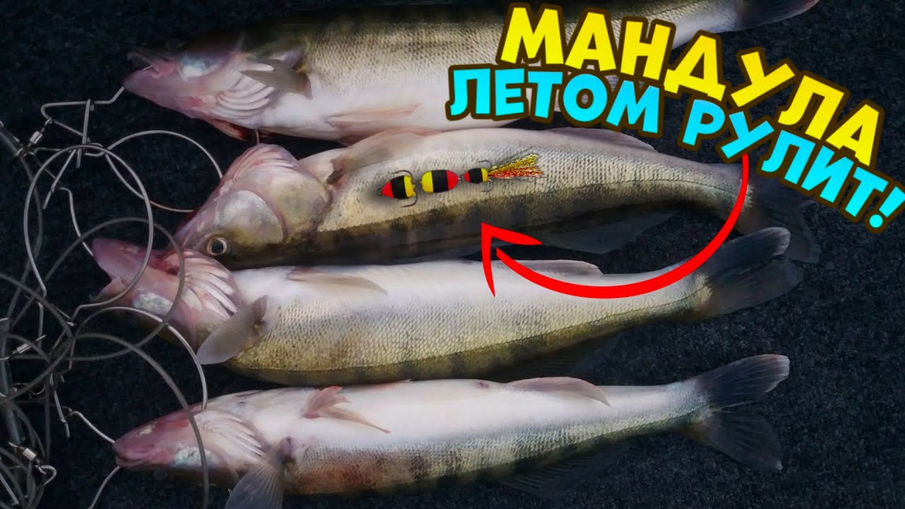 !!! ТОПОВАЯ МАНДУЛА НА СУДАКА !!! Ловля судака на мандулу, Судак