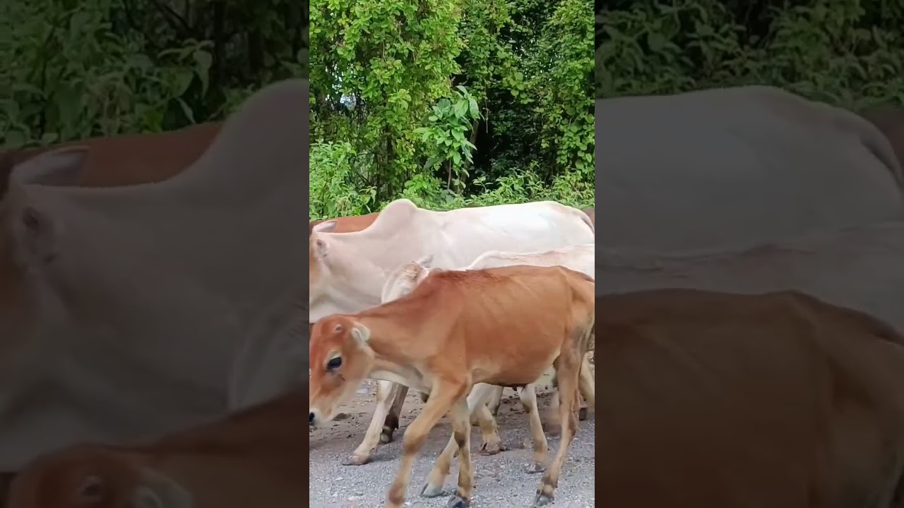 Sapi Mboo jinak