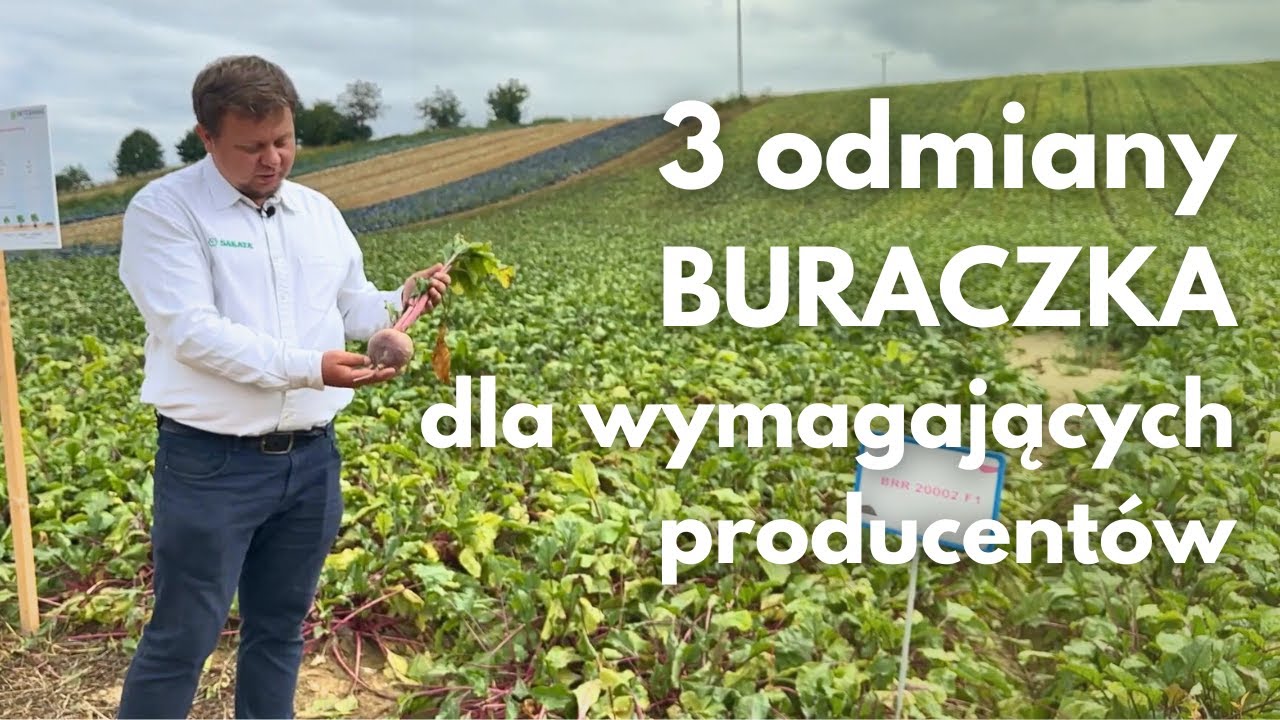 Nowa genetyka buraka ćwikłowego od Sakata – trzy odmiany dla wymagających producentów