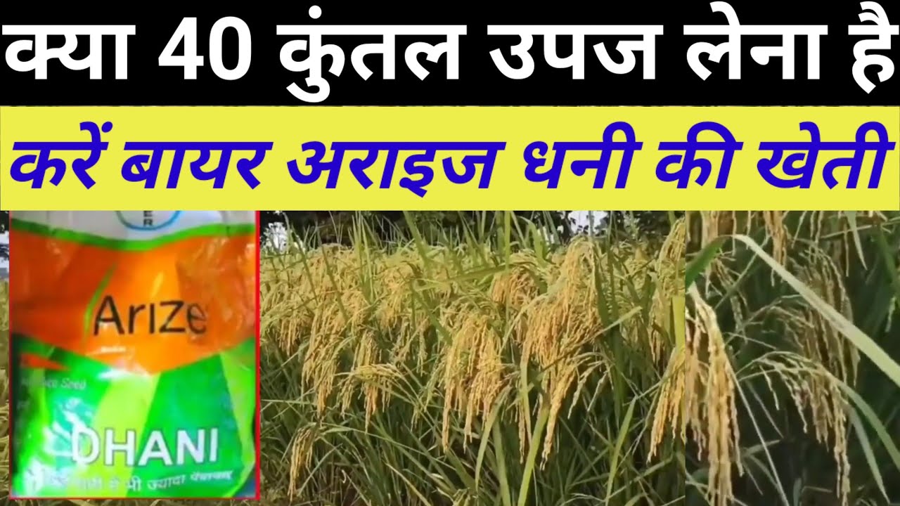 Bayar arize dhani dt dhan। dhan ki kheti kaise karen बायर अराइज धनी धान की संपूर्ण जानकारी
