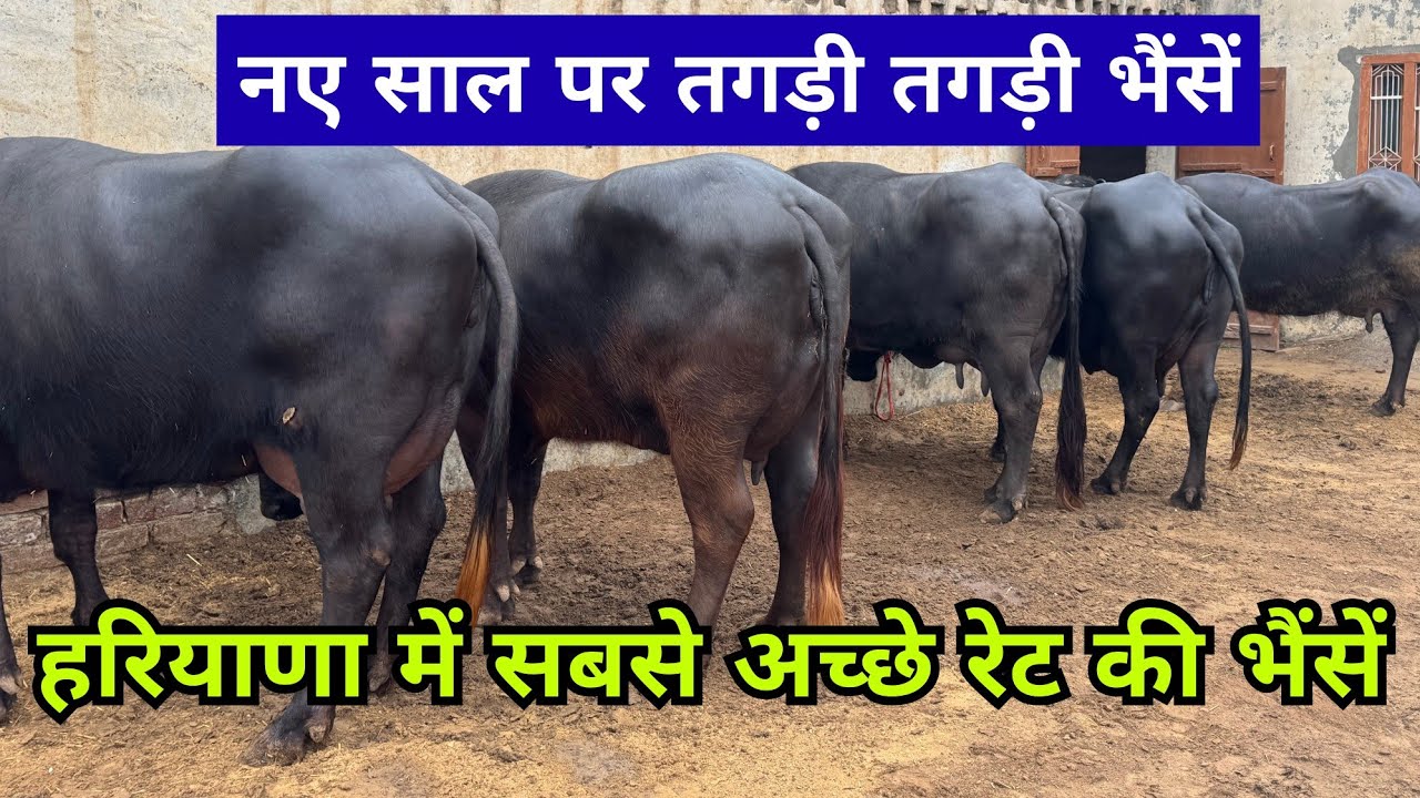 रेट भी अच्छा पशु भी अच्छे -  नहीं मिलेगा ऐसा फार्म || Wholesale Rate पर शानदार भैंसें उपलब्ध।