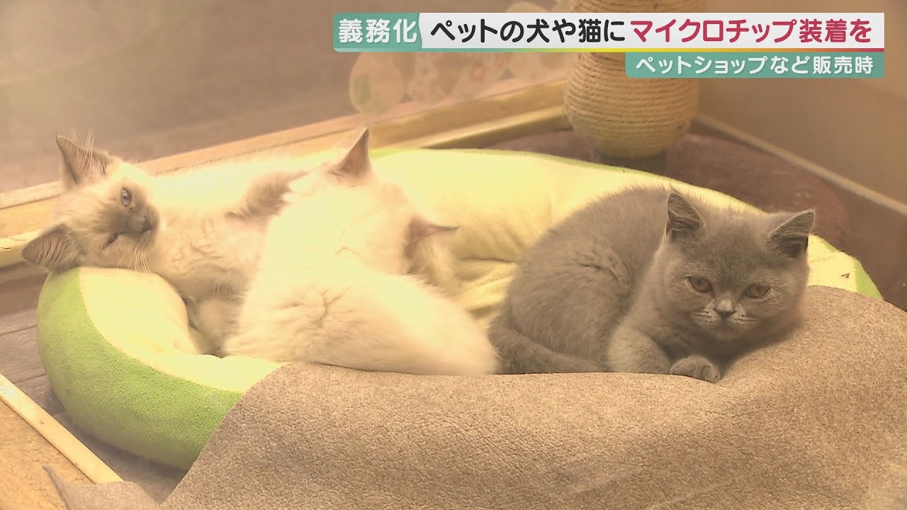 【街の意見は？】ペット販売の犬・猫にマイクロチップ装着義務化　飼育中だと