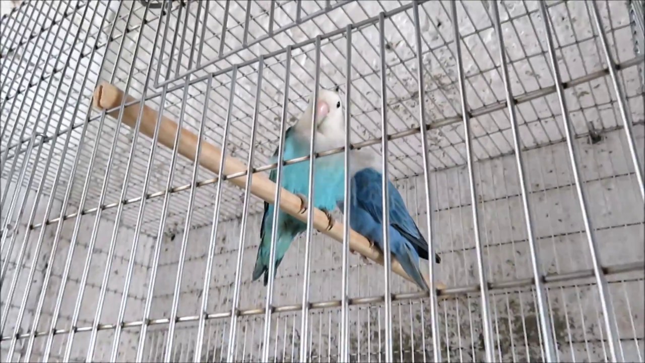 African Lovebirds - Breeding Agapornis Roseicollis/Peach Faced* Blue * / Turquoise