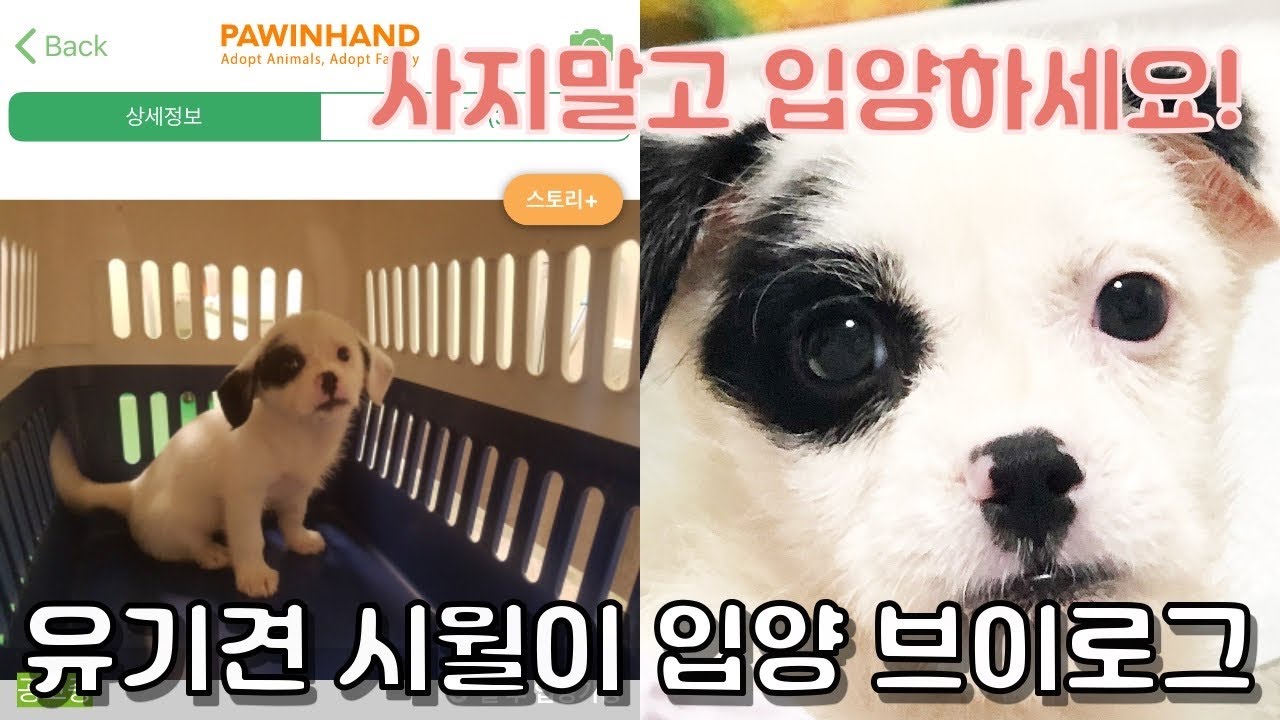 [김시월 브이로그] 사지말고 입양하세요! 포인핸드 출신 유기견 입양 브이로그 시월이와의 첫 만남