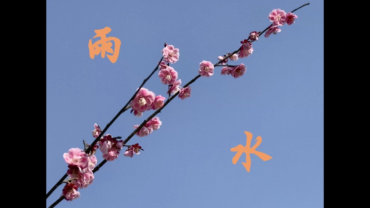 【Video Tourism】Yushui·Plum blossom