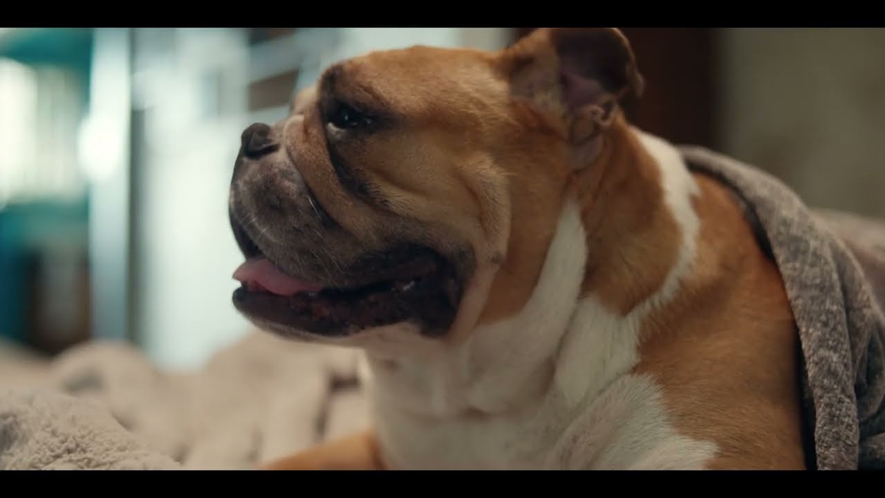 Pub TV Conforama 2023 (chiens) – Canapé Modena