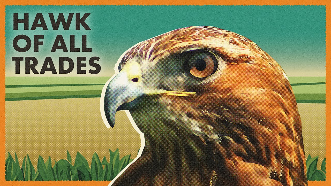 Red-tailed Hawk: How well do you really know this bird?