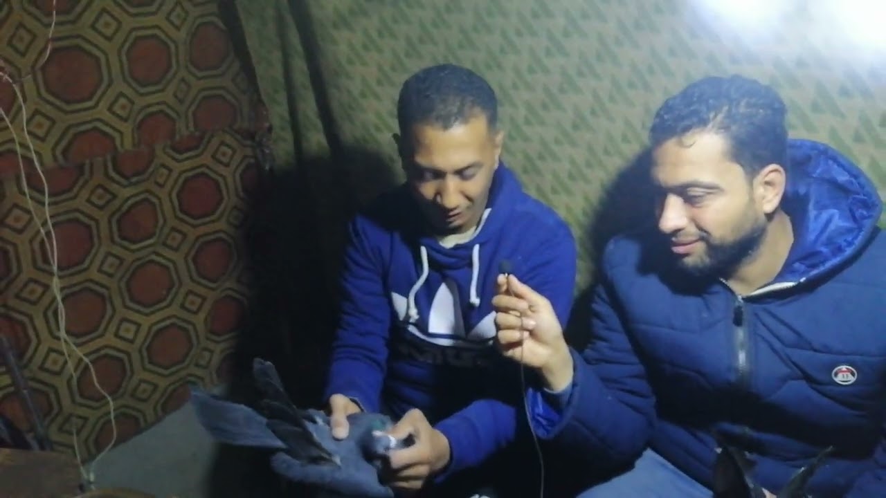 تقليب والمواصفات القياسية للحمام الوزار