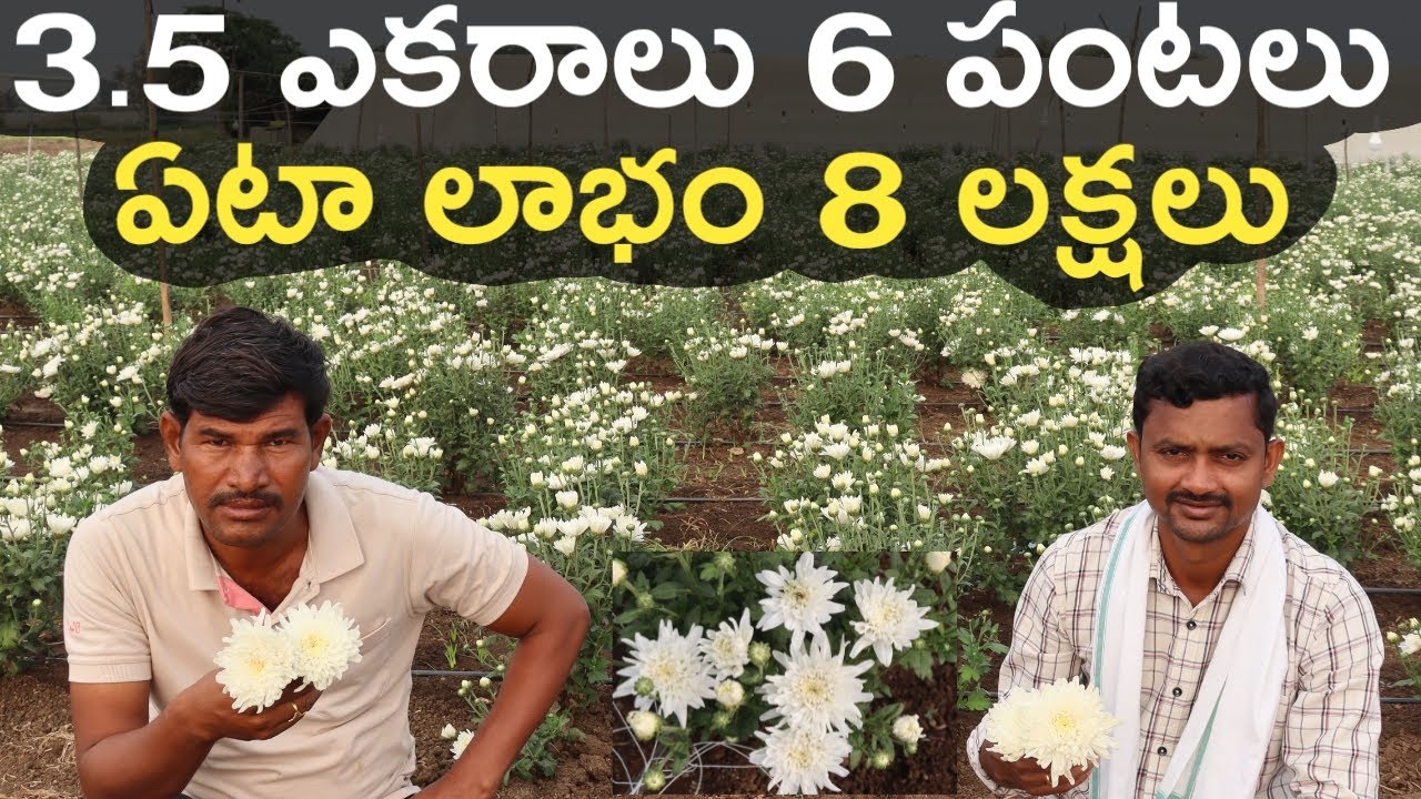 3.5 ఎకరాలు.. ఏటా 8 లక్షలు | S-White చామంతి సాగు