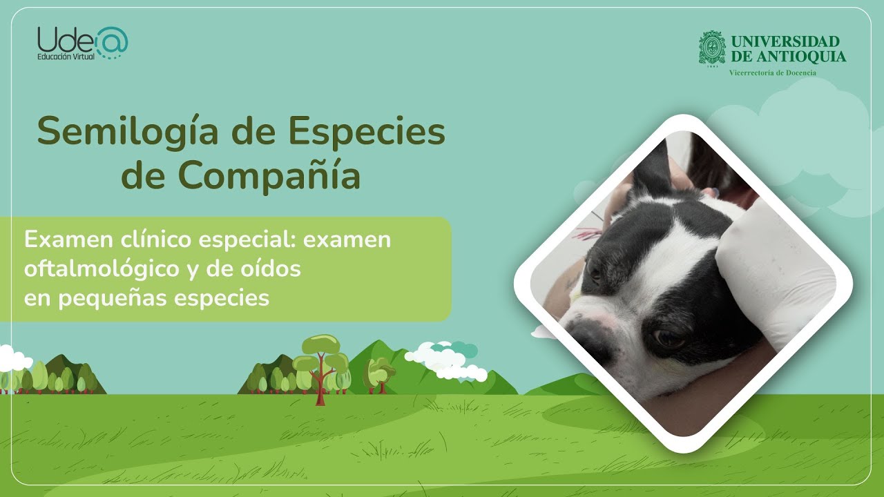 Examen clínico especial: examen oftalmológico y de oídos en pequeñas especies