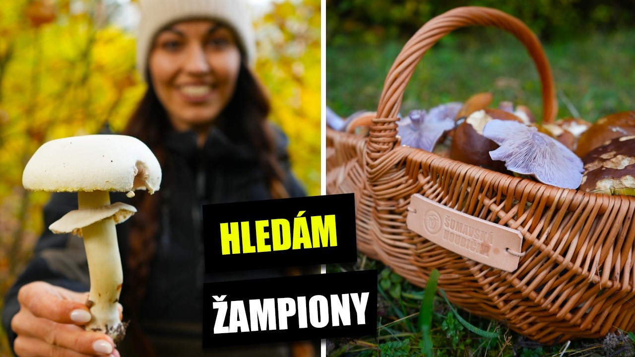 Hledám v lese ŽAMPIONY - jak na ně? Pečárka zápašná, pečárka ovčí, pečárka polní